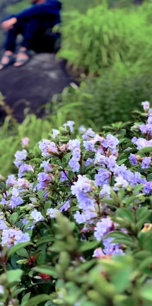Close-up of pale violet Neelakurinji flowers