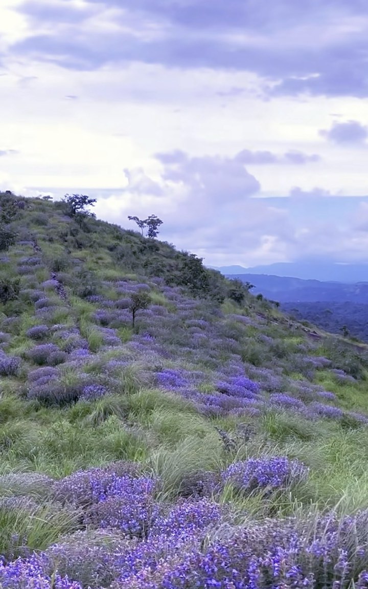 Violet Neelakurinji bloom on the hills above Munnar